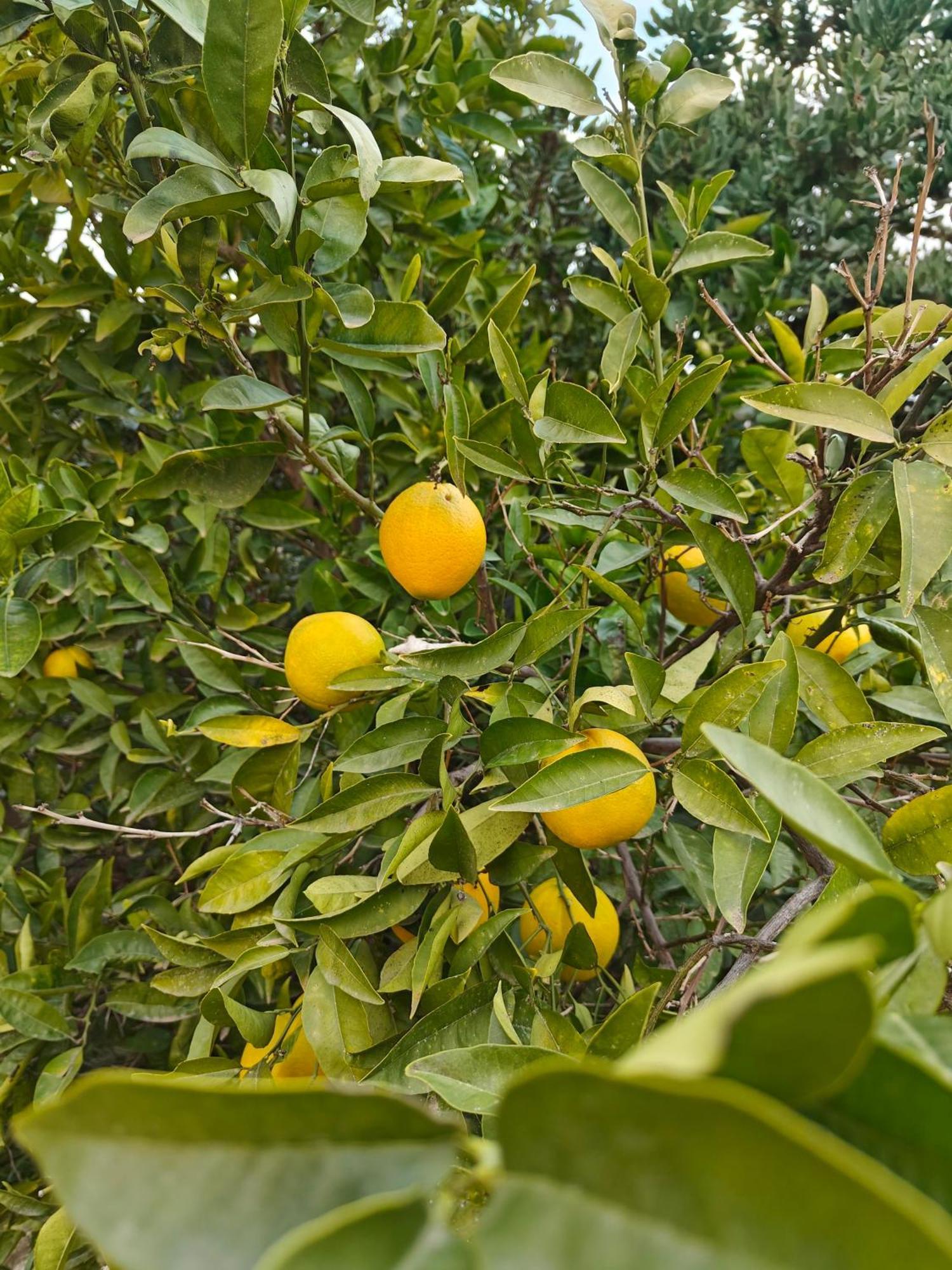 Finca Oliva Bolulla Exteriér fotografie