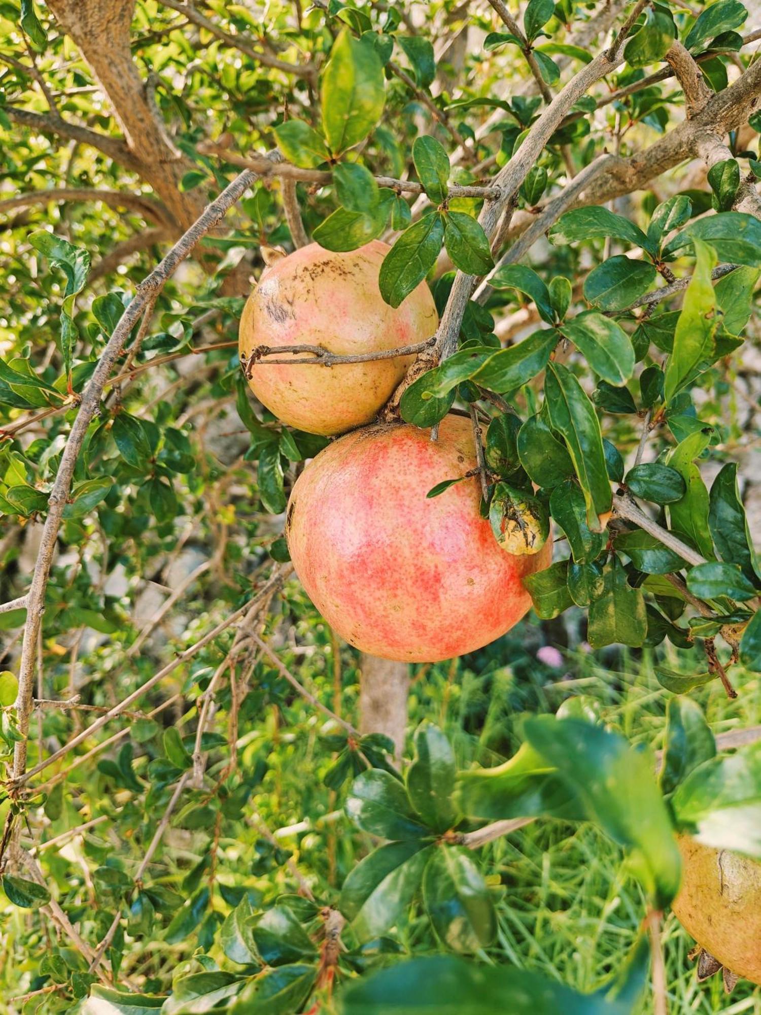 Finca Oliva Bolulla Exteriér fotografie
